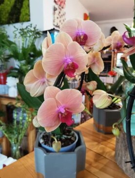 Orchideea phalenopsis 